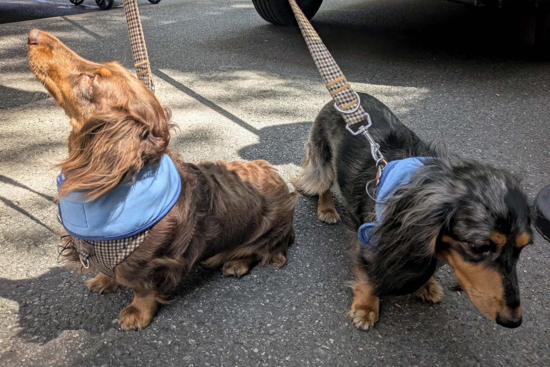 The Best Dog of the 2026 Tour de France is a shared honour
