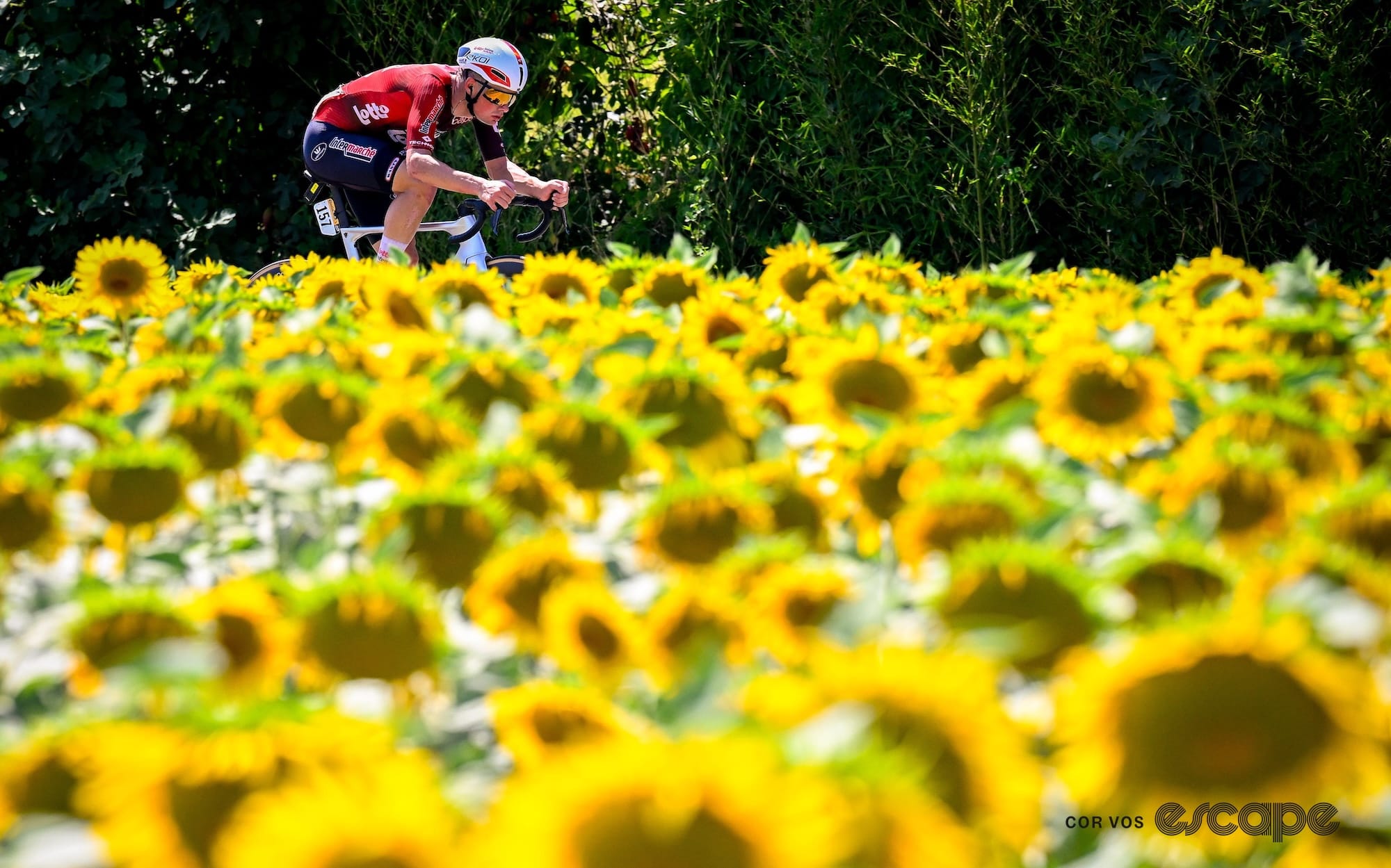 Veistroffer rides, very much alone, through a field of sunflowers.