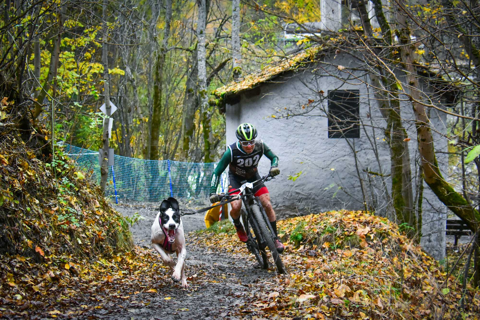 The obscure world of bikejoring: competitive cycling with a canine twist