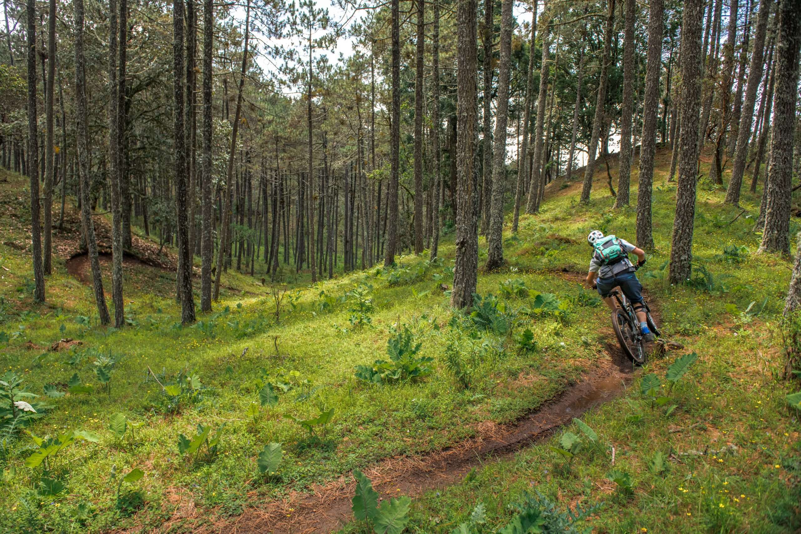 A mountain biker navigates a twisty section of singletrack in a forest, with a vibrant green understory.