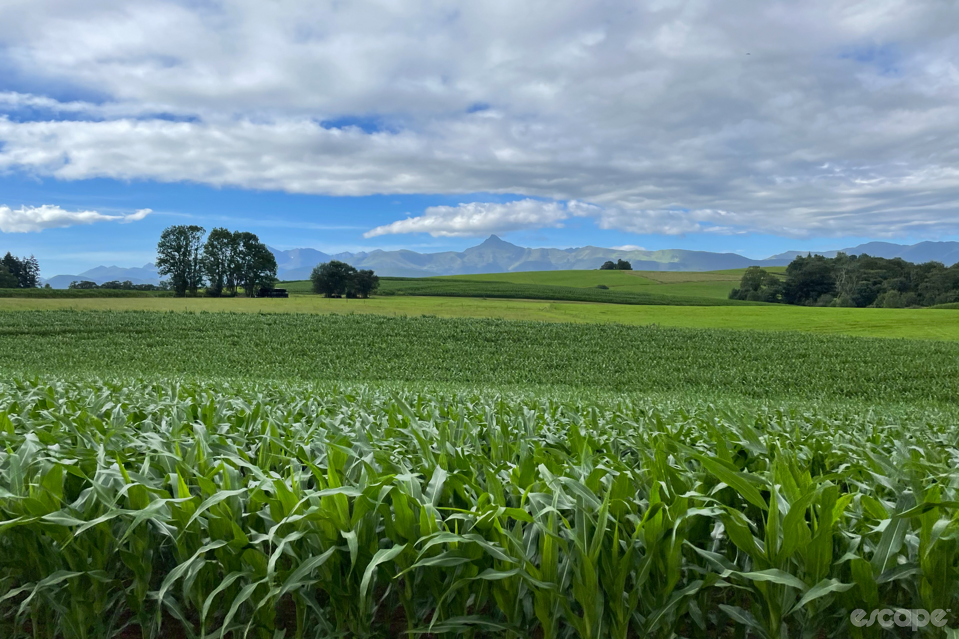 A view toward the Pyrenees from near Lourdes, across rolling green farm fields of corn and wheat, under a sky flecked with clouds.