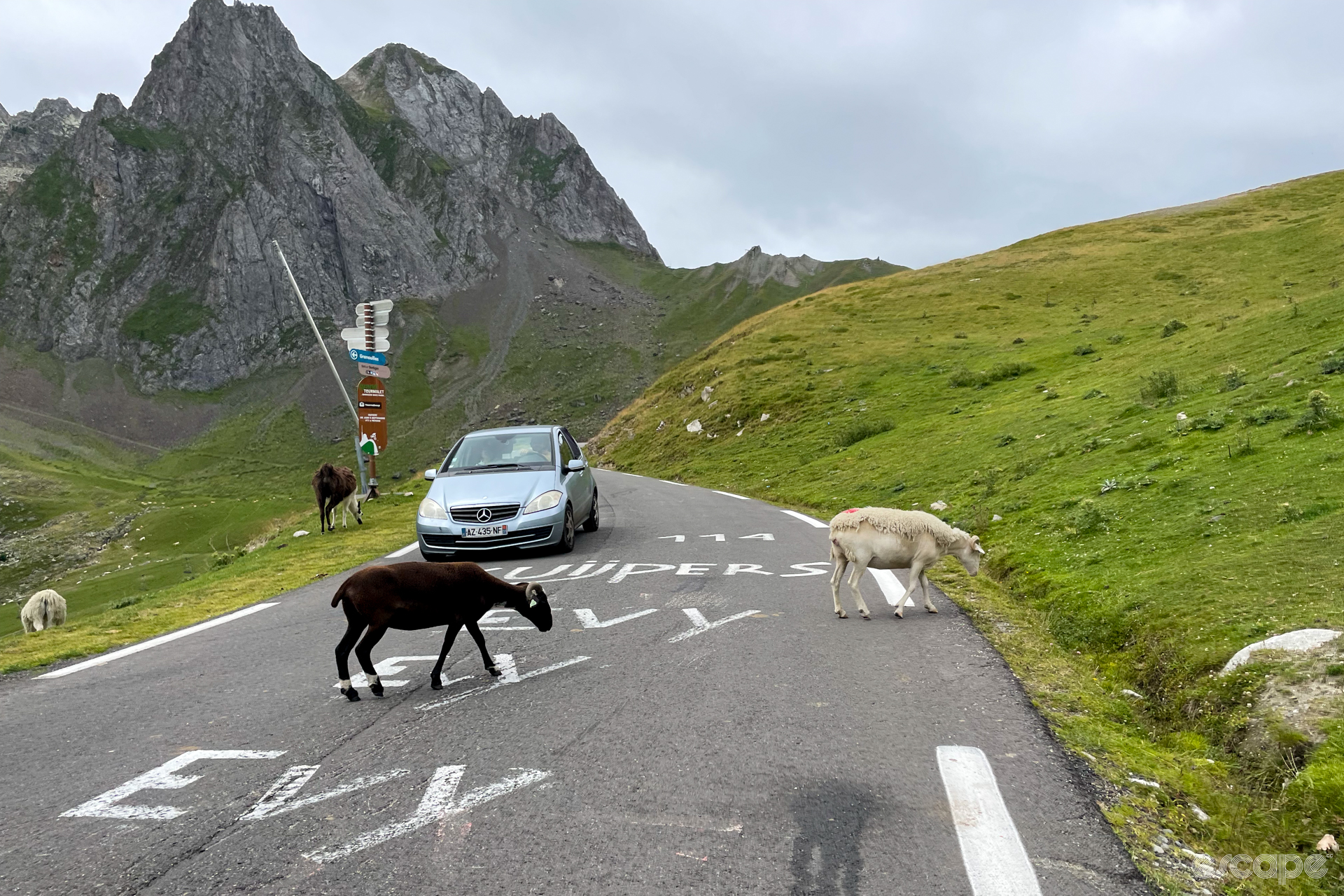 High on the Tourmalet climb, sheep amble across a narrow strip of pavement in front of a car. Behind, a peak looms amid green, grassy hills. Racer names are painted in block white letters on the road.
