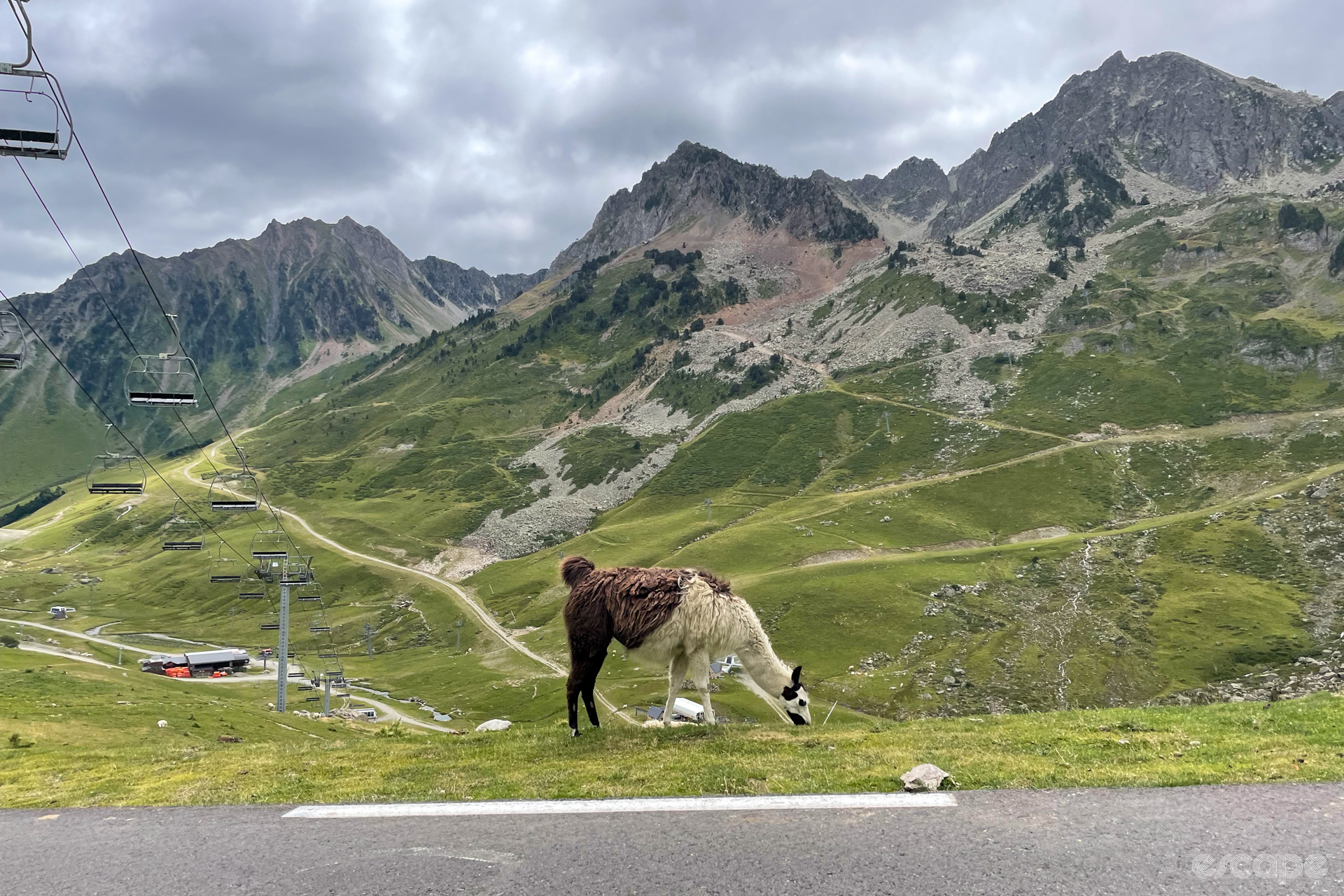 A llama (or maybe alpaca) grazes next to the roadside underneath a ski lift. Peaks rise in the background, their slopes criss-crossed by dirt access roads.
