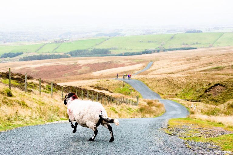 A sheep runs across a road with a group of cyclists in the distance.