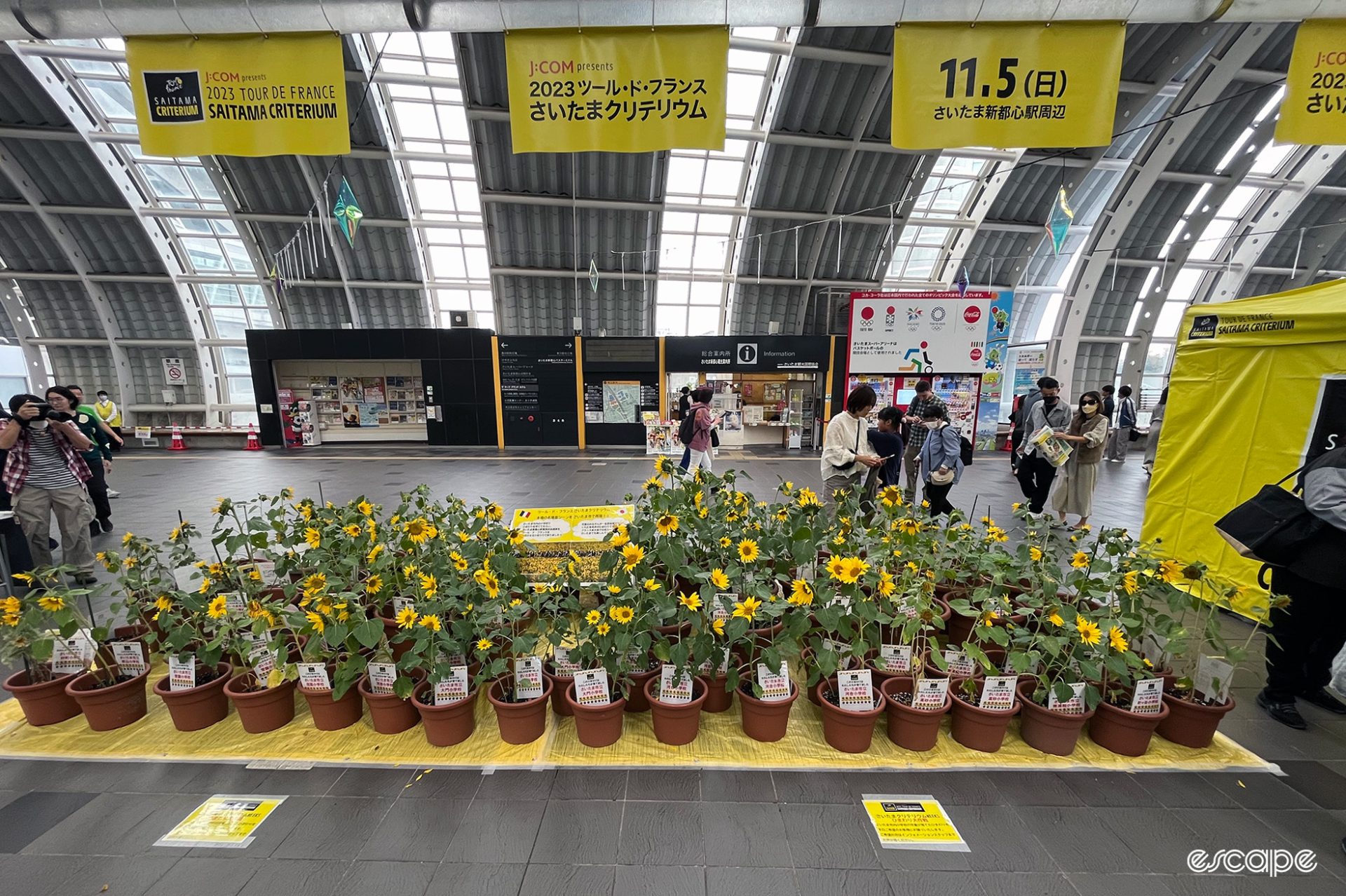 Sunflowers grown to honour the Tour de France inside Saitama train station.