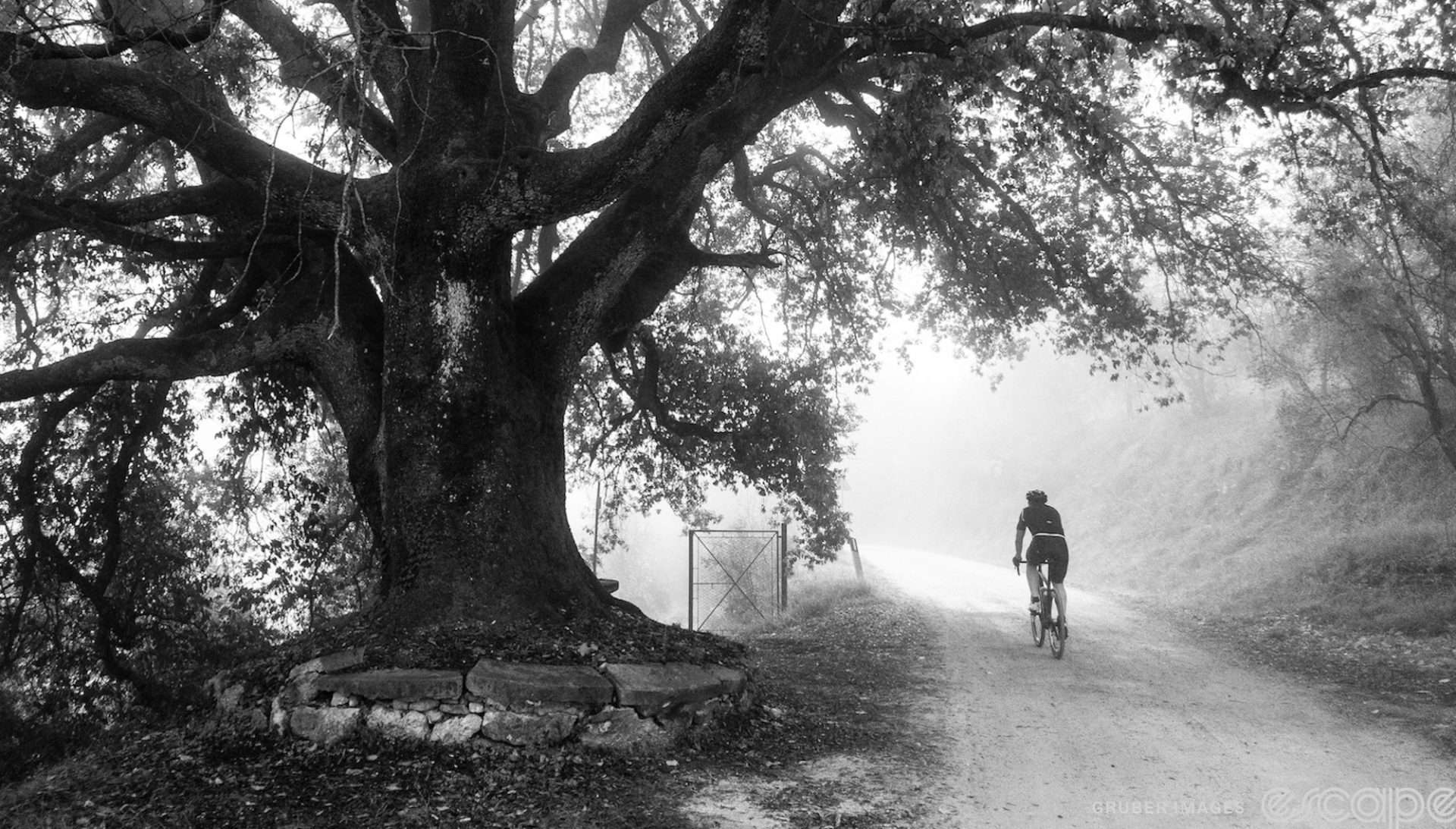 A lone rider climbs a dirt road past a large, gnarled tree. The rider is heading toward a kind of fogbank or mist, it's hard to tell which on a black and white shot.