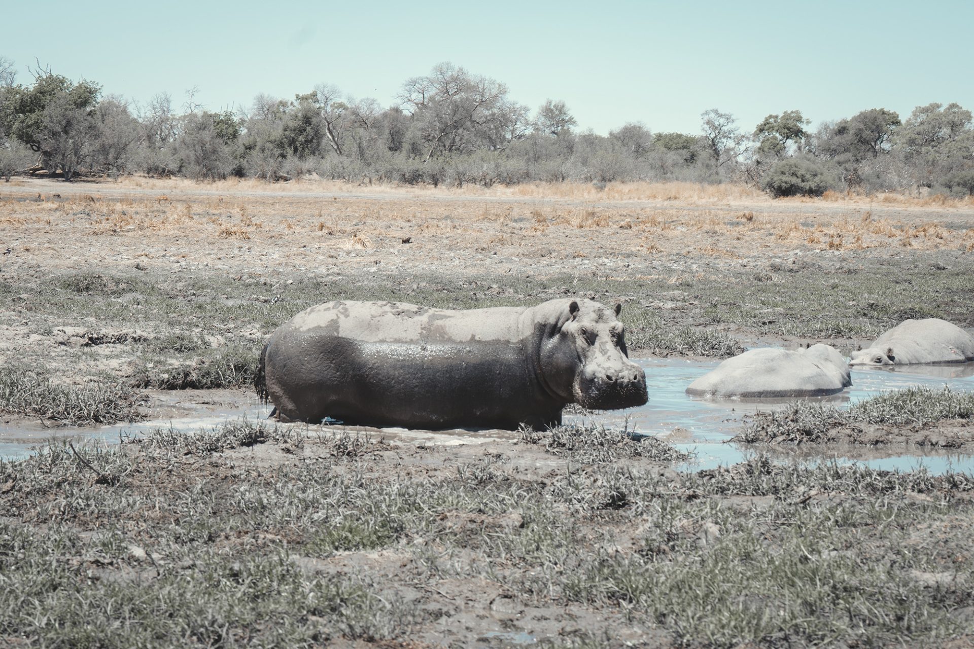 A hippo in the mud.
