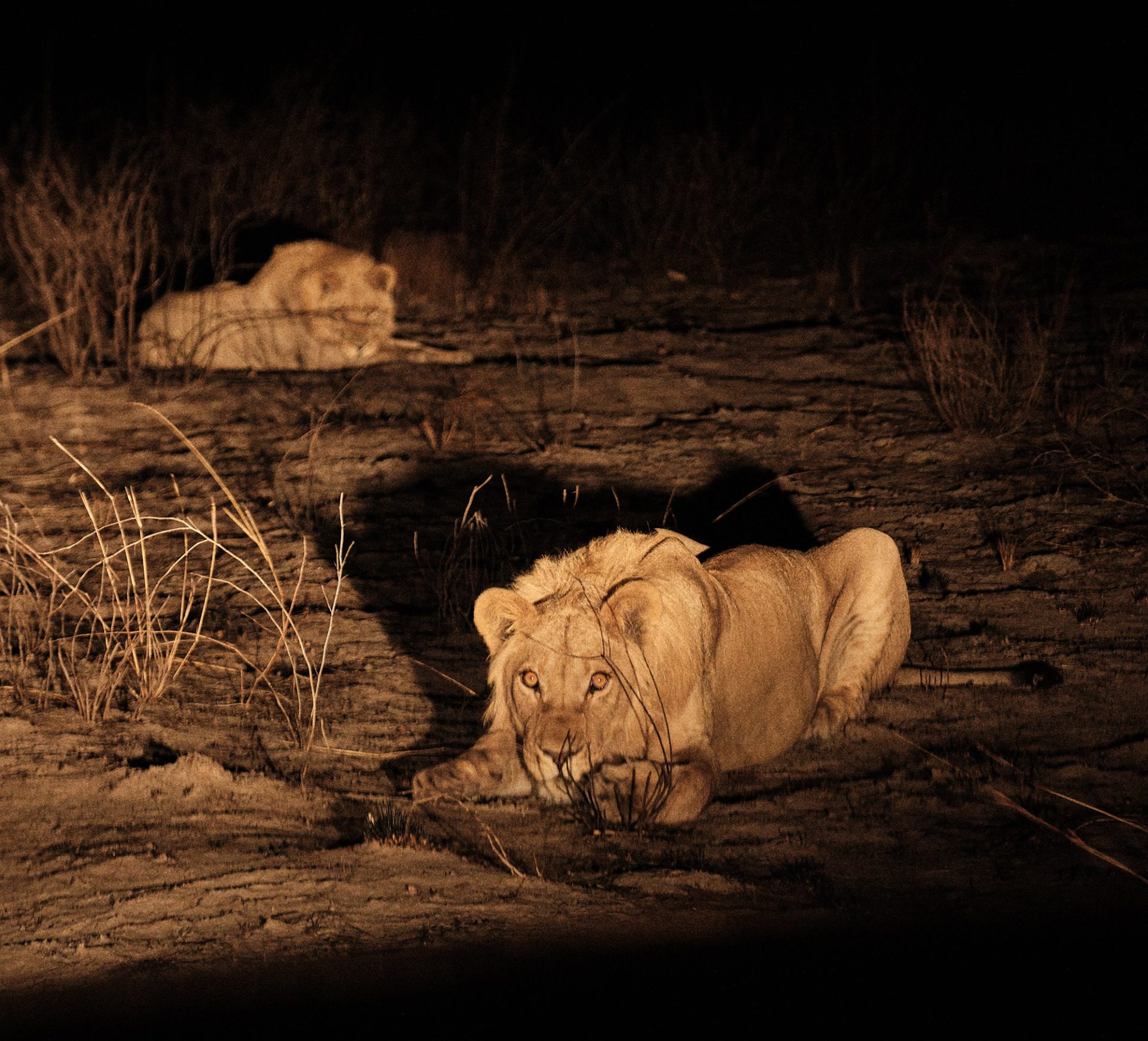 A pair of lions at night.