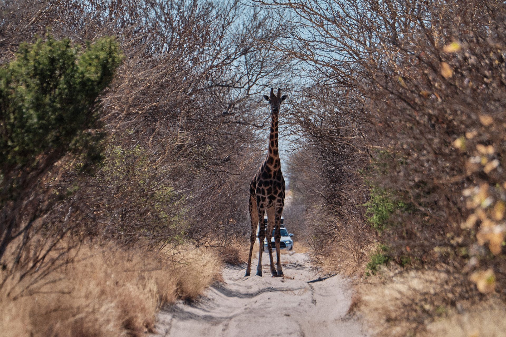 A giraffe standing in the middle of the road.