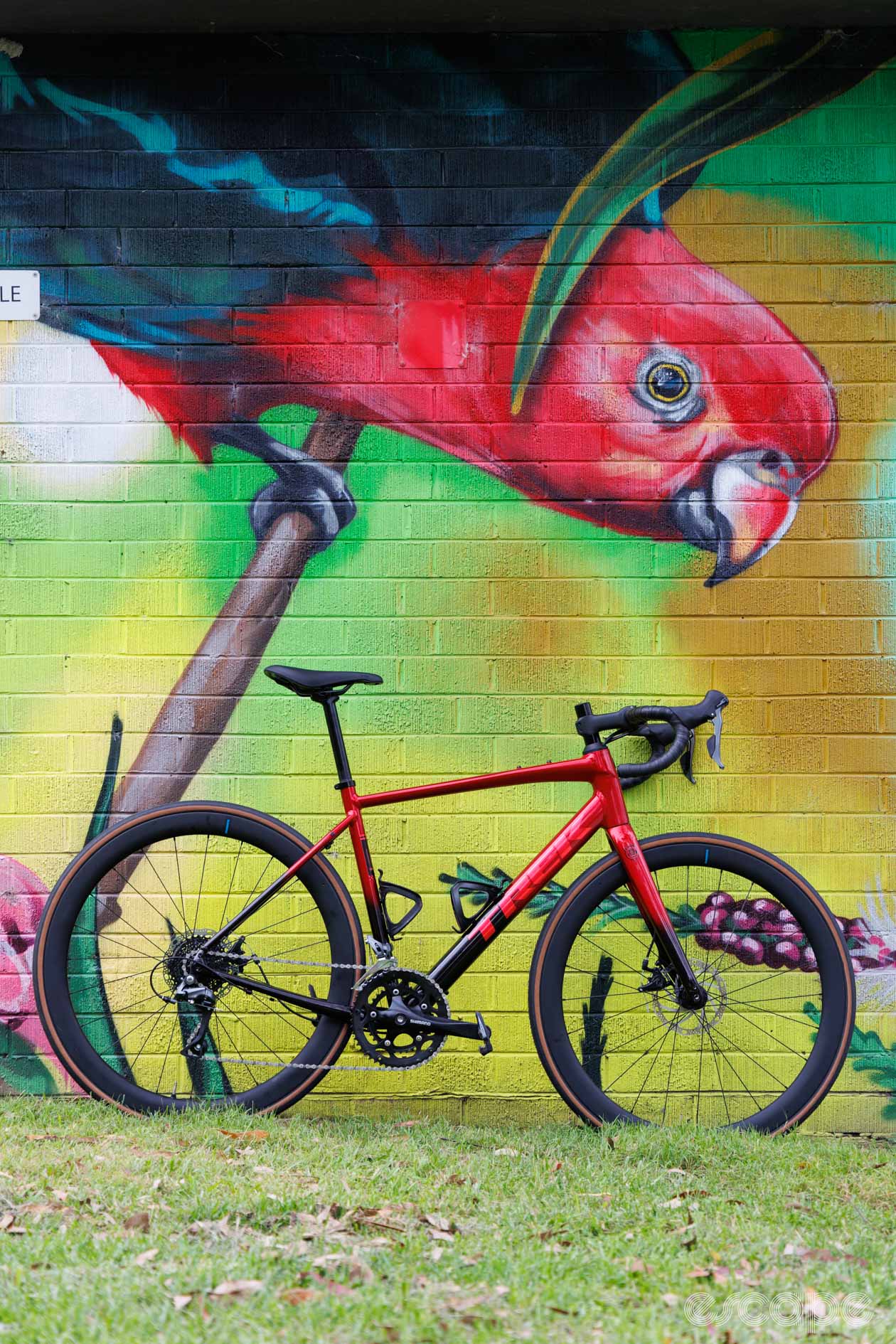 A portrait image of the bike sitting on a wall with a painted red bird (Australia King Parrot) in a matching colour above it. 