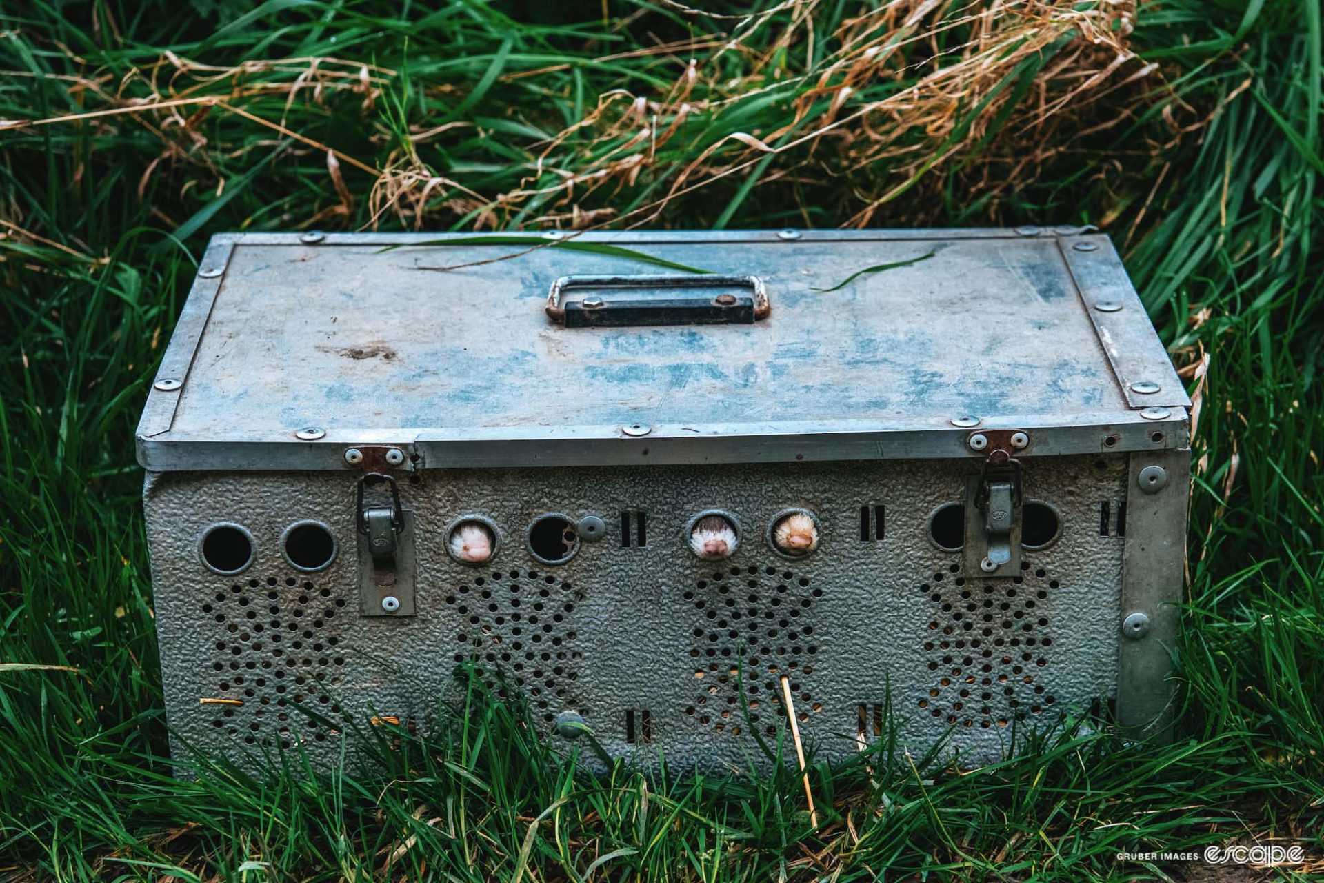 A metal box with ventilation holes on the side – three little ferret noses pressed up against them. 