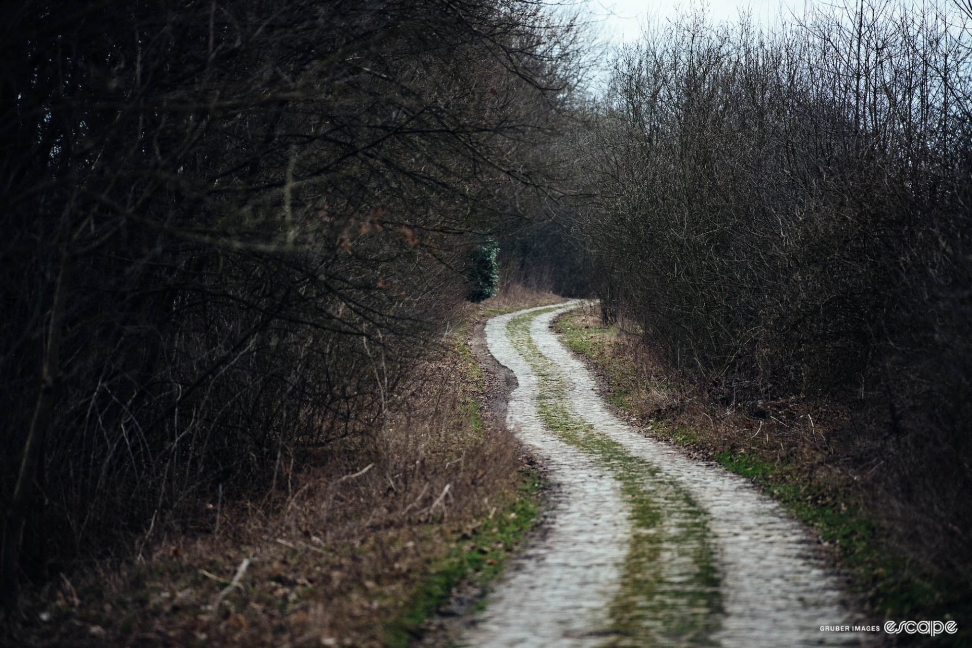 A deserted cobble road winds through a leafless thicket of trees.