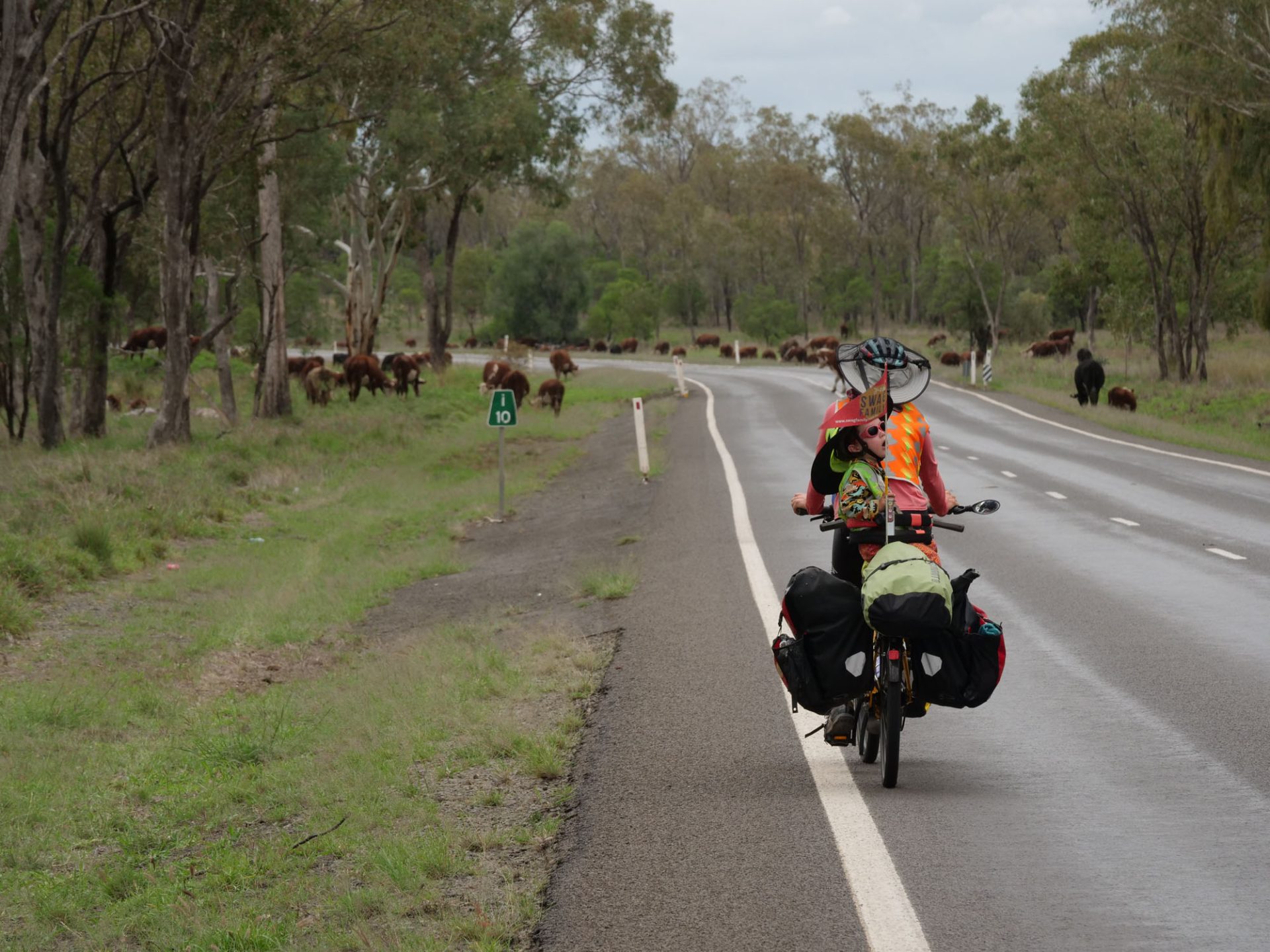 Nicola and Wilfy ride along a paved road through lush countryside, toward cows grazing on either side of the road. 