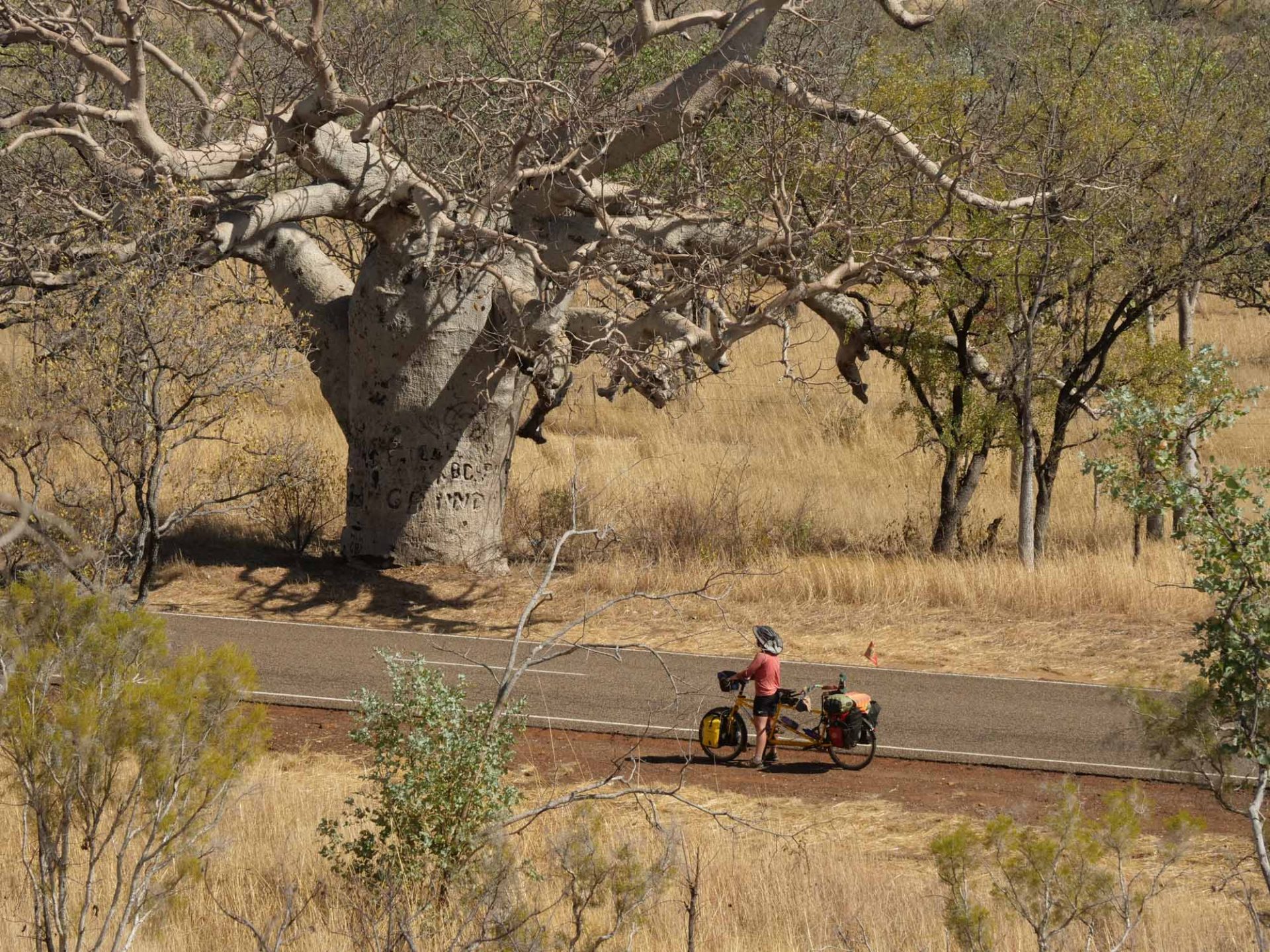 Nicola pauses on a roadside, looking at a vast baobab tree. 