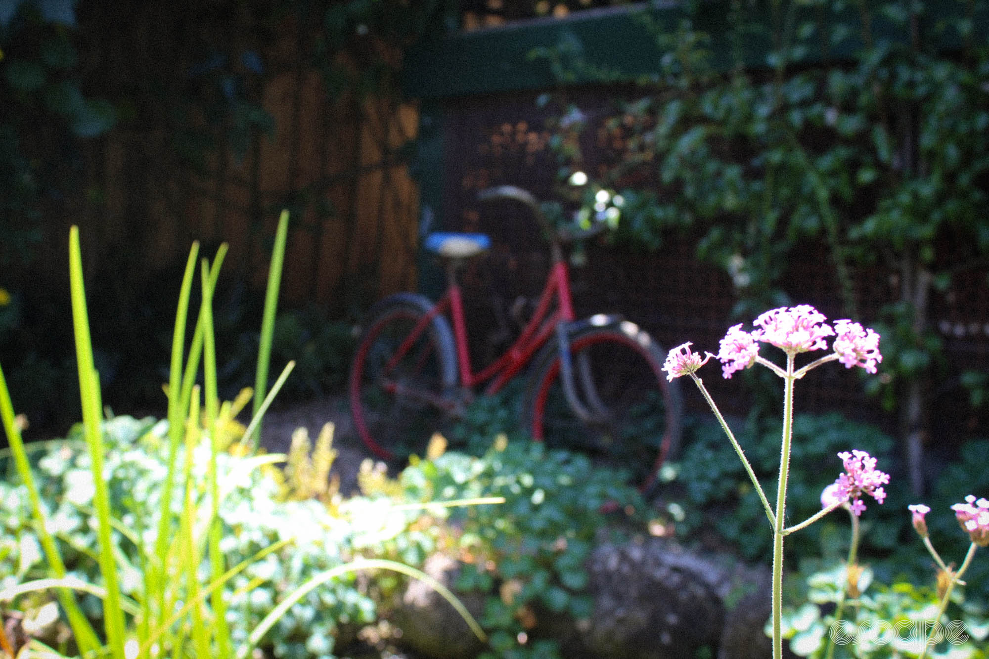 The bike, blurry in the background, leans against a wall. A purple flower, foreground, is in focus. 