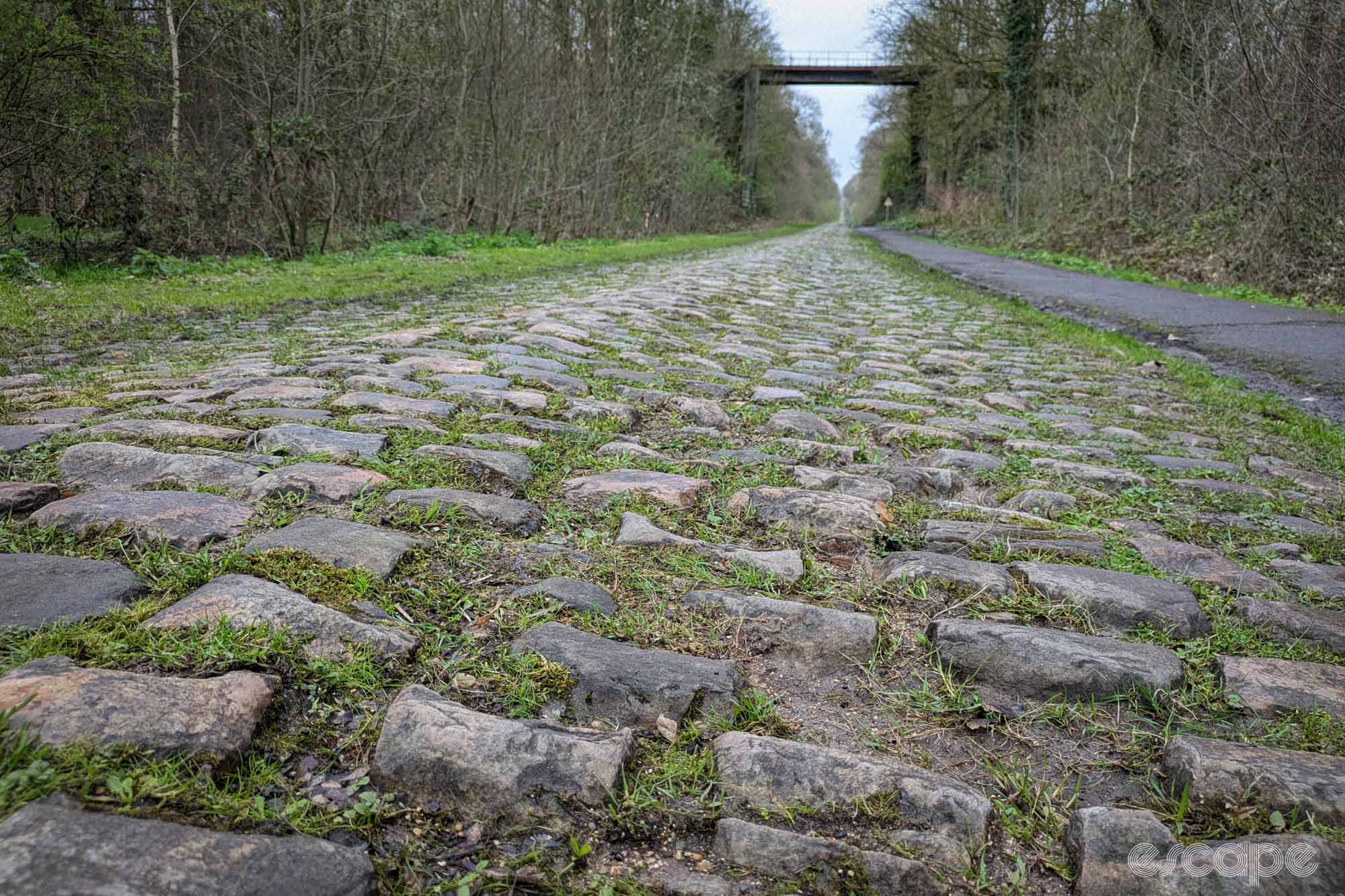 The Roubaix cobbles seen from ground level. The stones are sharp and irregular, widely spaced with green moss and grass growing between them. On the right side is a paved path that will be off limits on race day. The forest hems in tight on the track, almost like two hedges, and the railway trestle looms at the top of the shot.
