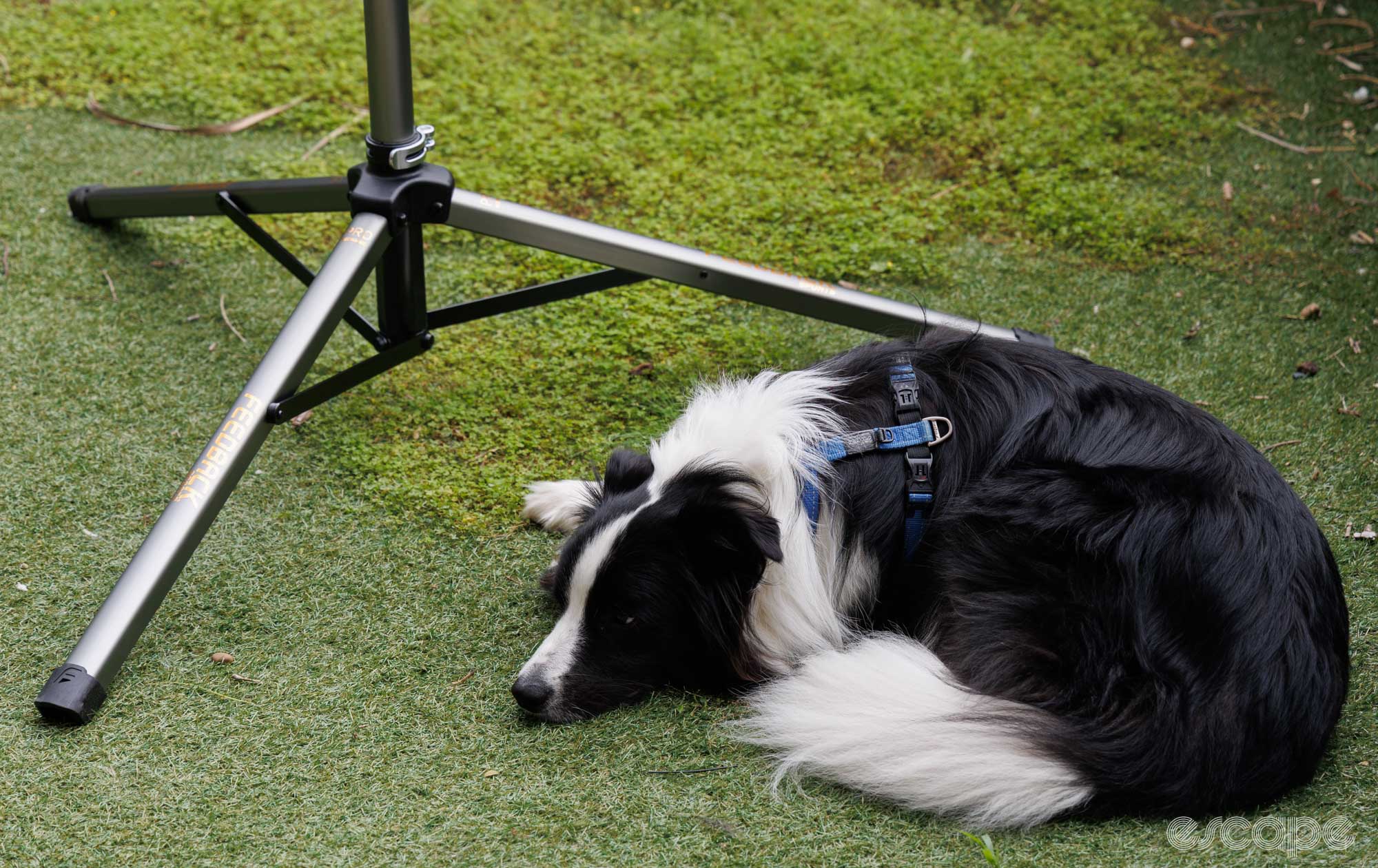 A Border Collie looks bored next to the next to the 20th anniversary edition Feedback Sports Pro Mechanic stand. 