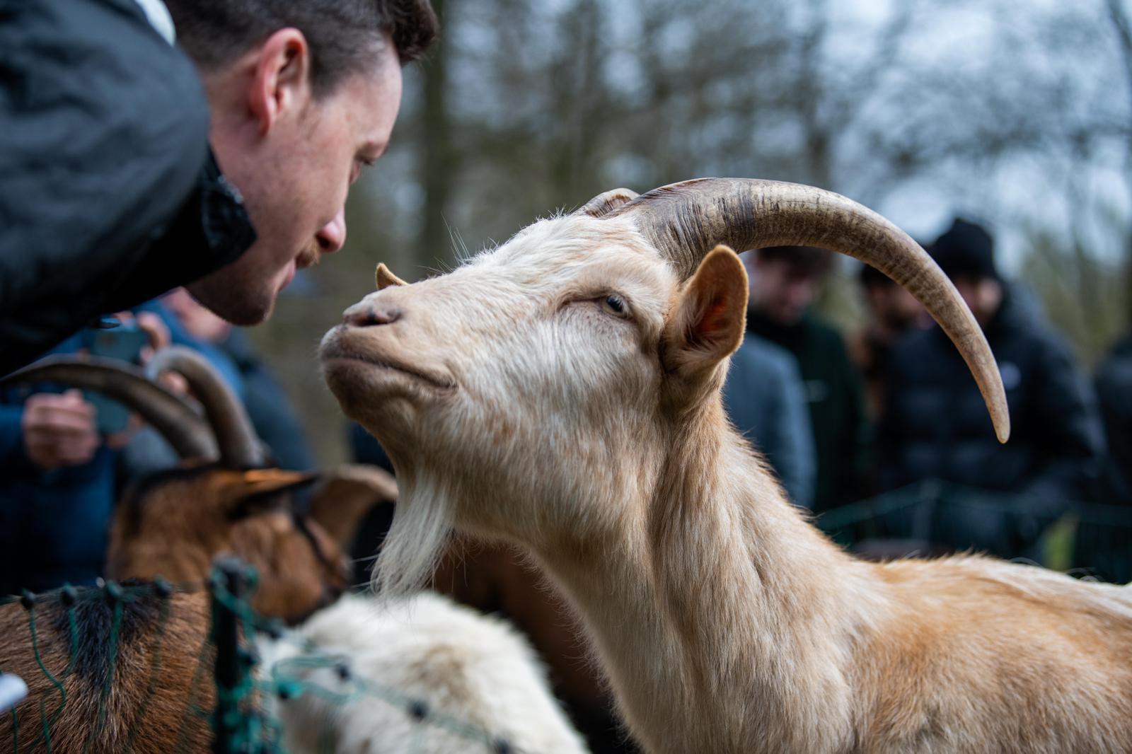 Iain Treloar leans over to go nose to nose with a tall French goat. The goat has long curving horns and a tidy beard and is looking up at Iain with what can only be described as a beatific expression, eyes slightly closed almost as if leaning in for a kiss. Which it might be.