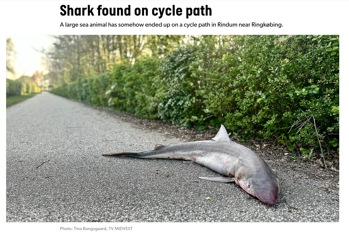 Screenshot of news post showing a dead shark lying in a bike path.