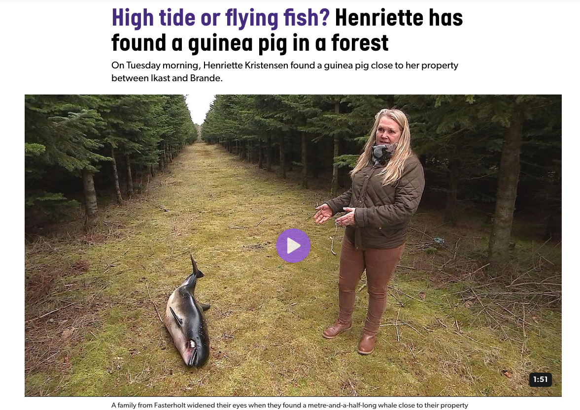 Screenshot of news post showing a Danish woman, Henriette, gesturing toward a dead baby whale in the middle of a pine plantation.