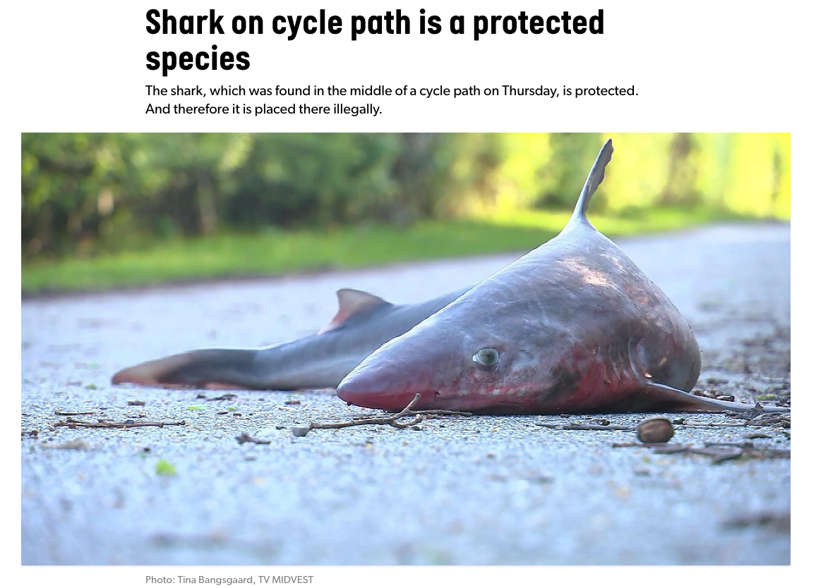 Screenshot of a news post, showing the shark on the bike path in close up.