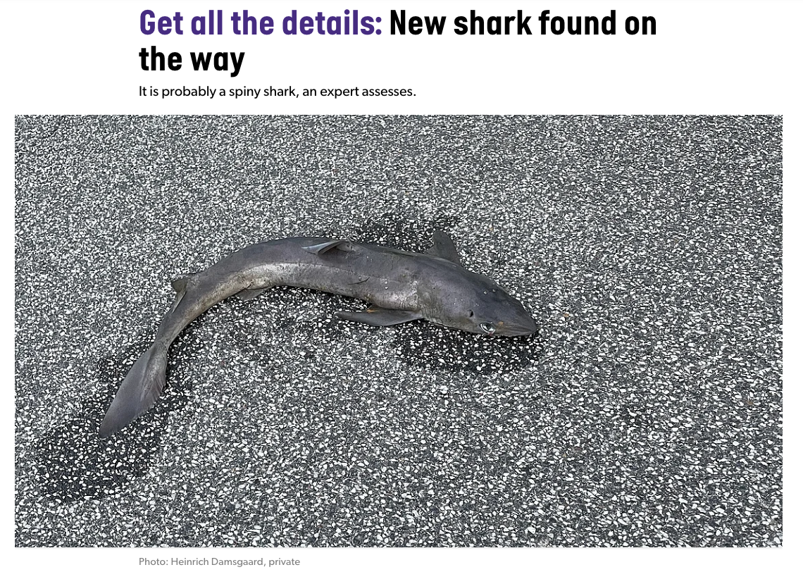Screenshot: Danish news site, headline reads 'Get all the details: new shark found on the way". There is a picture of a shark on the road, looking very wet and sharky (but dead). 