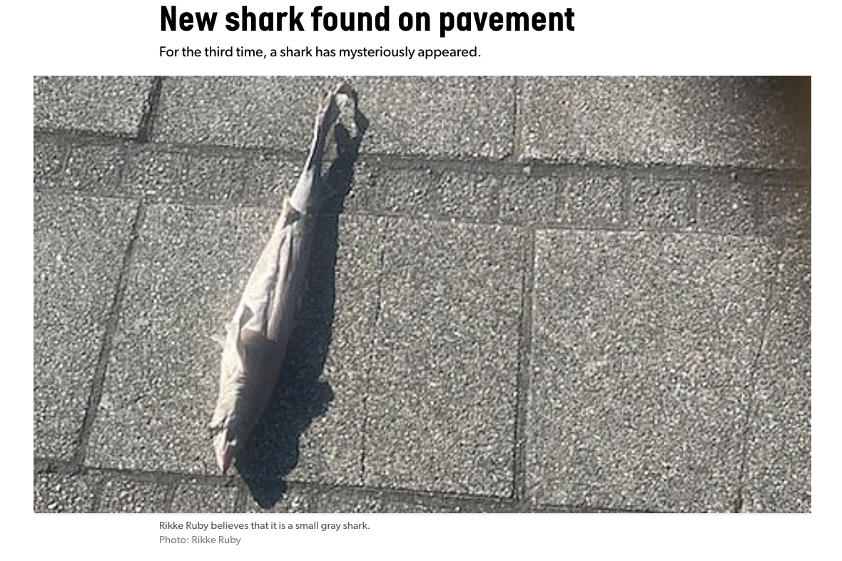 Another news screenshot: headline reads 'New shark found on pavement'. There is a picture of ANOTHER BLOODY SHARK. 