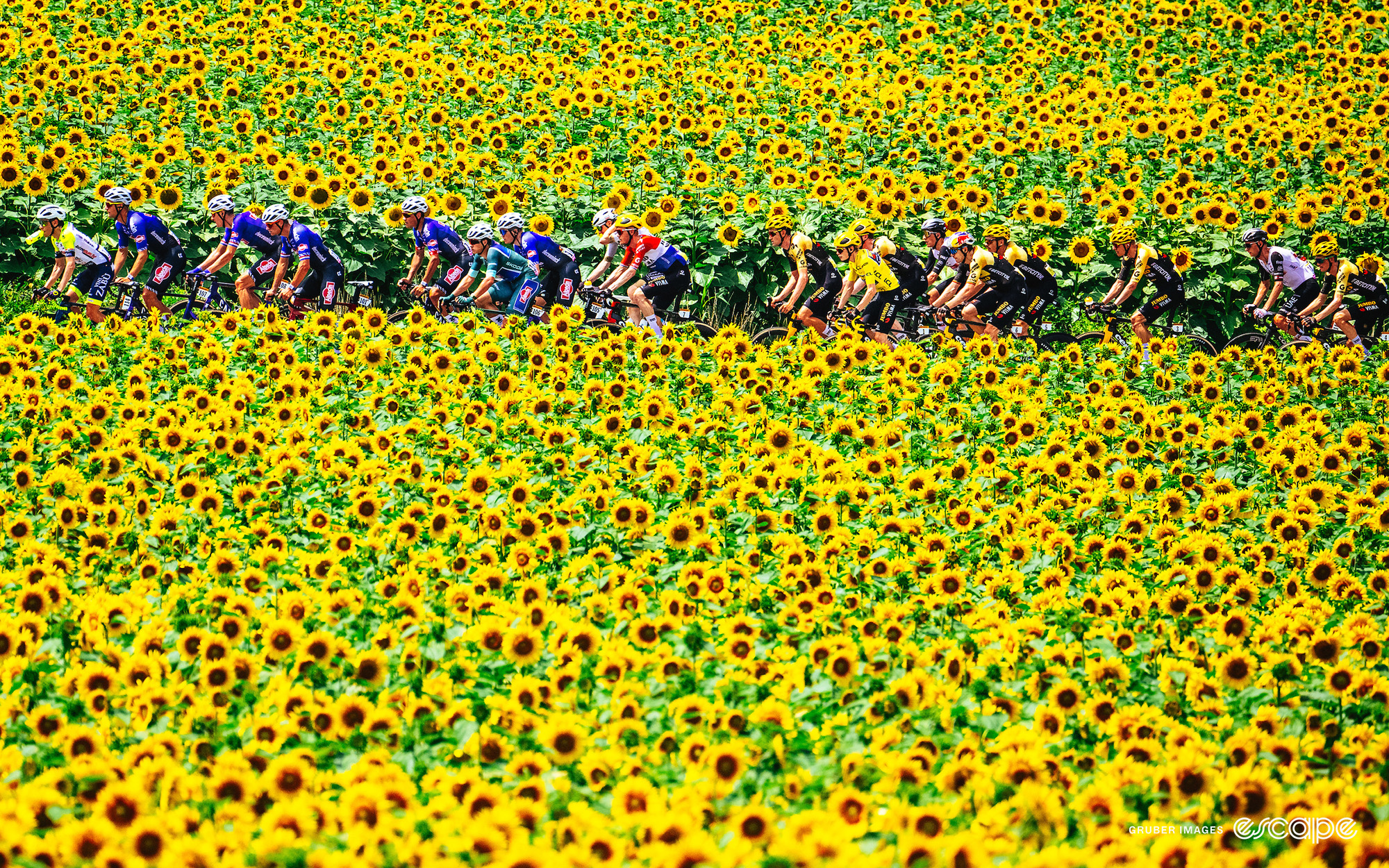 Tour riders pass a field of sunflowers.